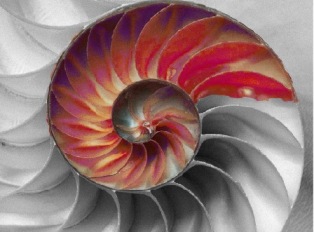 spiralmuschel-kleinjpg