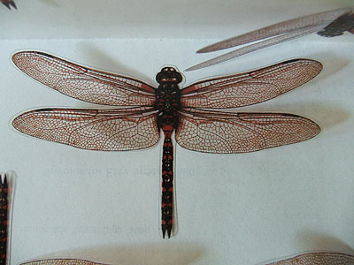 dragonfly
