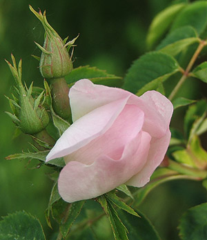 rosacanina