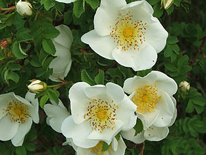 rosapimpinellifolia1