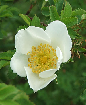rosapimpinellifolia2