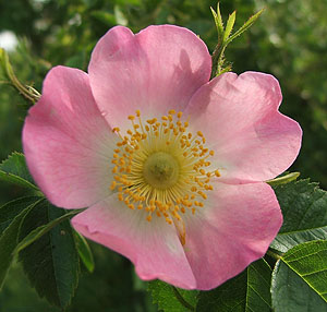 rosarubiginosa