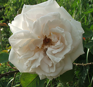 rose1