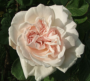 rose2