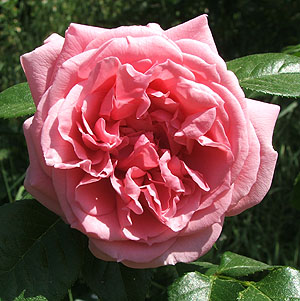 rosecomtessedesegur