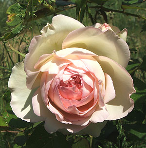 roseeden
