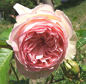 roseeden2