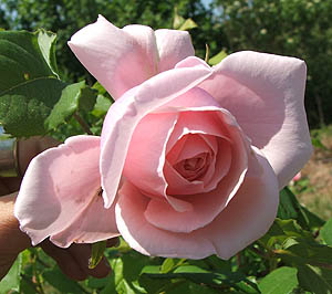 rosenahema