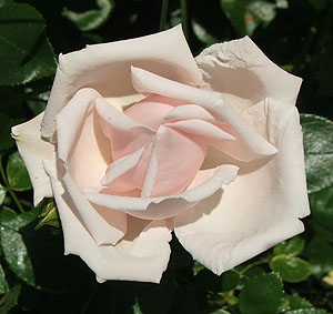 rosenewdawn