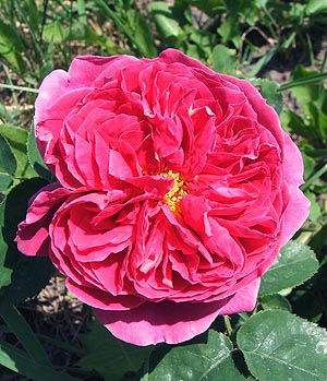 roseothello