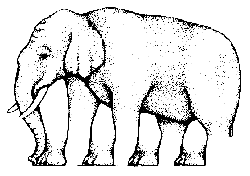 elefant