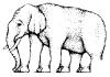 elefant