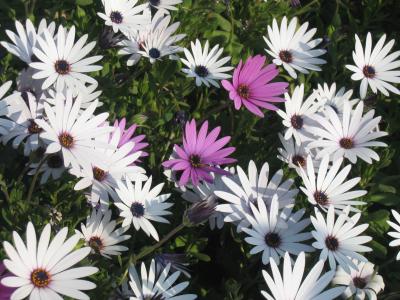 Blumen1