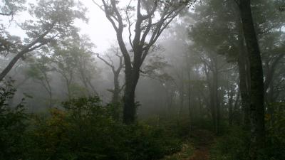 foggy-forest-1920-1080-4135