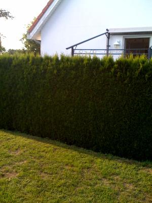 hecke