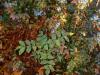 Bild-0241
