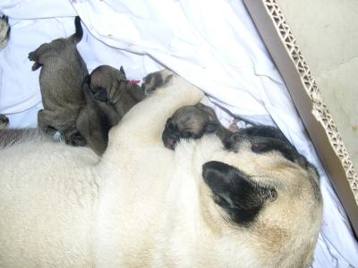 Mops-Babys