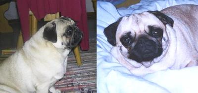 Mops-Eltern