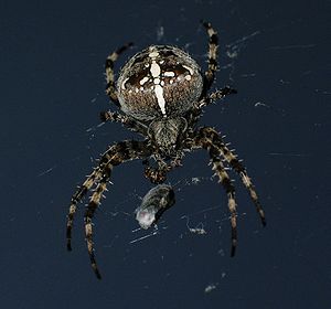 300px-Kreuzspinne_front_Sep06
