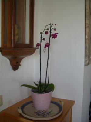 IMGP1219