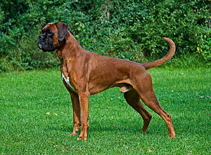 300px-Rj_boxer