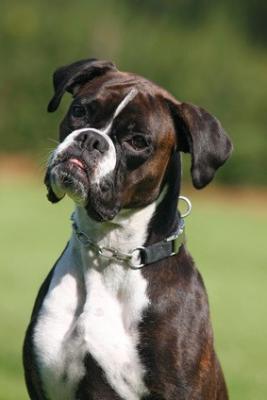 Deutscher_Boxer_Hund