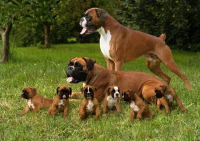 boxer-familie