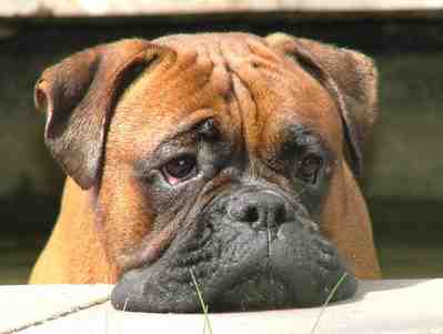 boxerkk