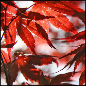 autumn-photography-1