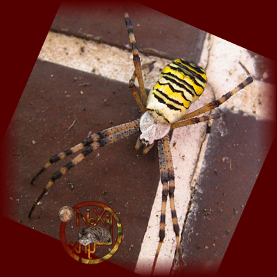 spinne