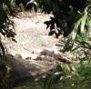 Regenwald-und-die-Krokodile