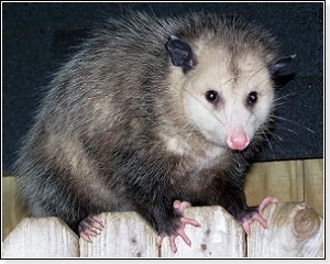 opossum-feet-hands