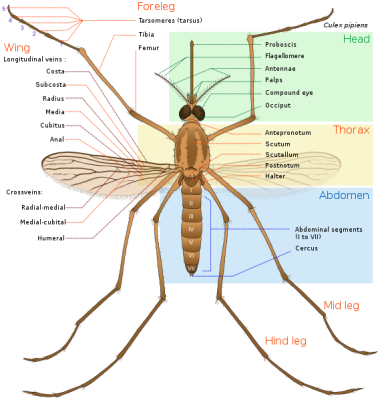 569px-Culex_pipiens_diagram_en-svg