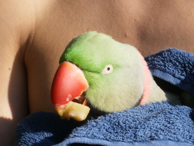 papagei1
