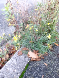 Das-schmalblaettrige-Greiskraut