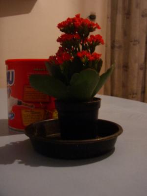 Blume-Kakao