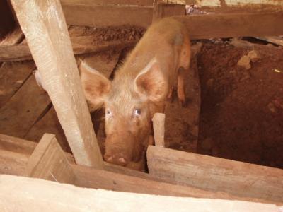schwein