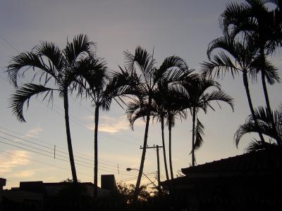 sl-palmen-abends