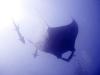 Manta1