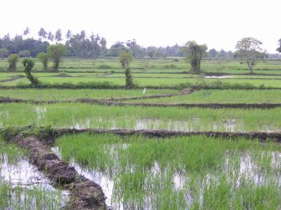 Reisfelder