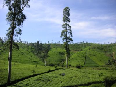 Teeplantagen-in-Nuwara-Eliya