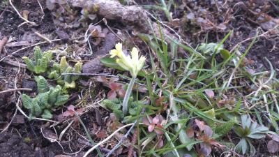 Fruehling-1