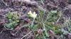 Fruehling-1