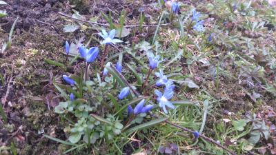 Fruehling-2