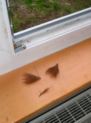 Mietzi frisst ein Eichhoernchen Mietzi frisst ein Eichhoernchen