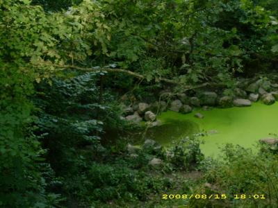 Suchbild: Wo ist der Wolf
