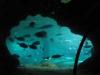 ein Blick in die neuseeländische Unterwasserwelt