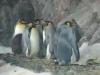 Pinguine im Kelly Tarlton's animal adventures