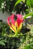 Gloriosa
