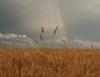Regenbogen
